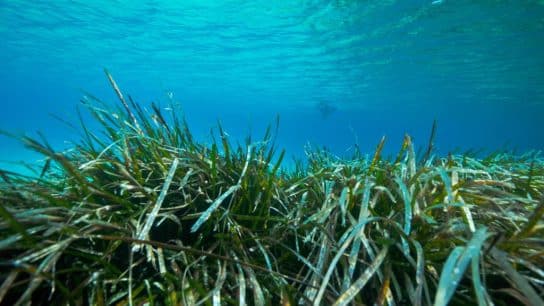 Seagrass and Peatlands – Natural Weapons Helping to Mitigate Climate Change