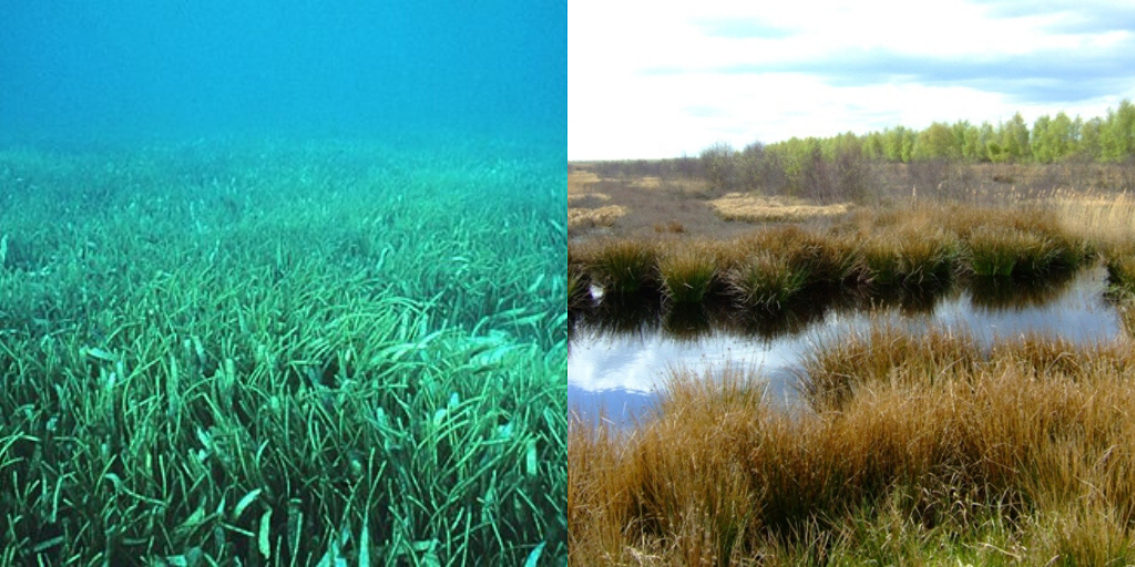 Seagrass and Peatlands
