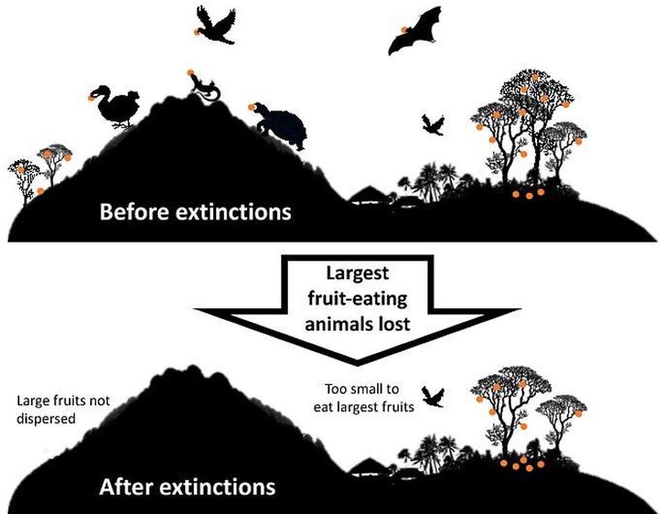 What Happens When A Species Goes Extinct? 