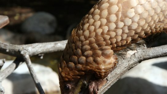 Pangolins: The World’s Most Trafficked Mammals Slipping Into Extinction