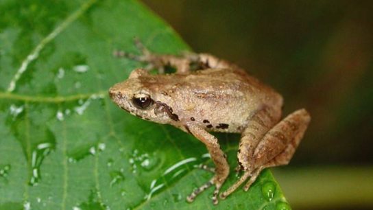 Biodiversity Series: How Scientists Saved a Rare Frog Species Found Only in Hong Kong