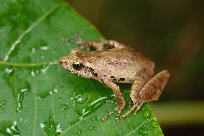 Biodiversity Series: How Scientists Saved a Rare Frog Species Found Only in Hong Kong