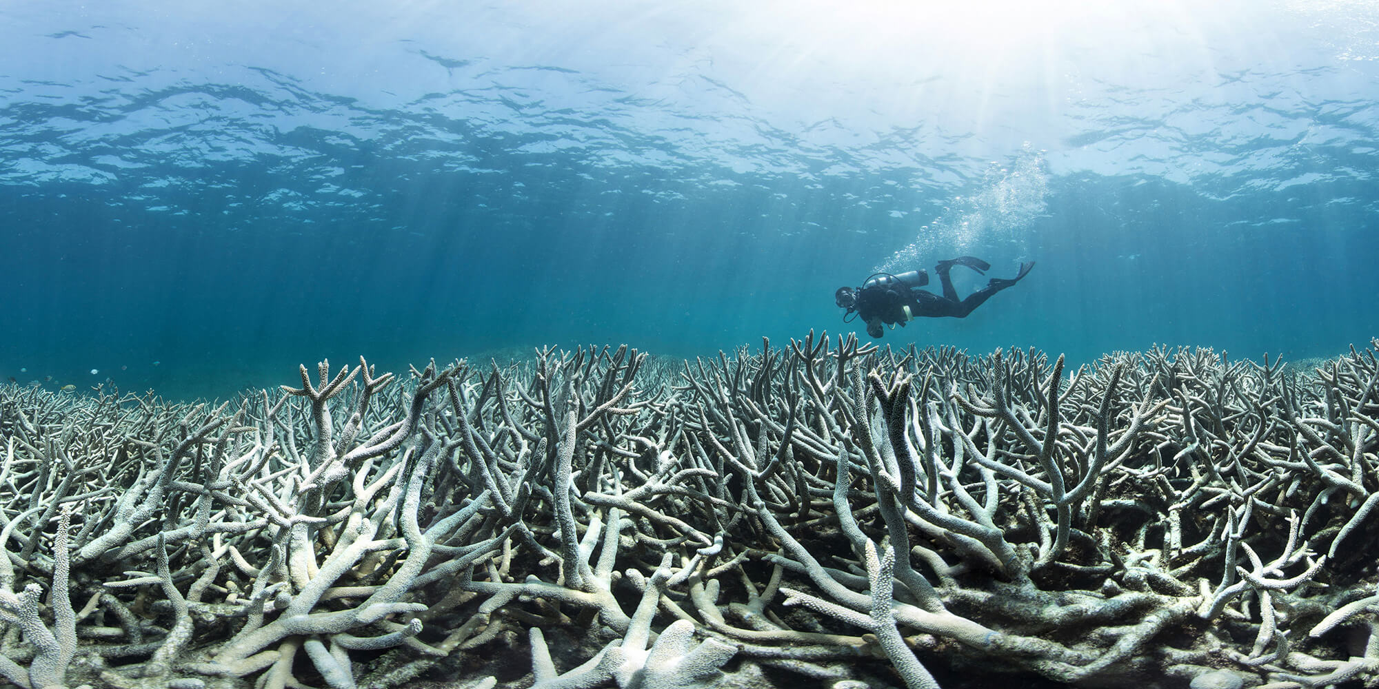 A Revolution in Coral Conservation