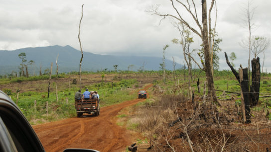 What is the Future of Southeast Asia’s Forests?