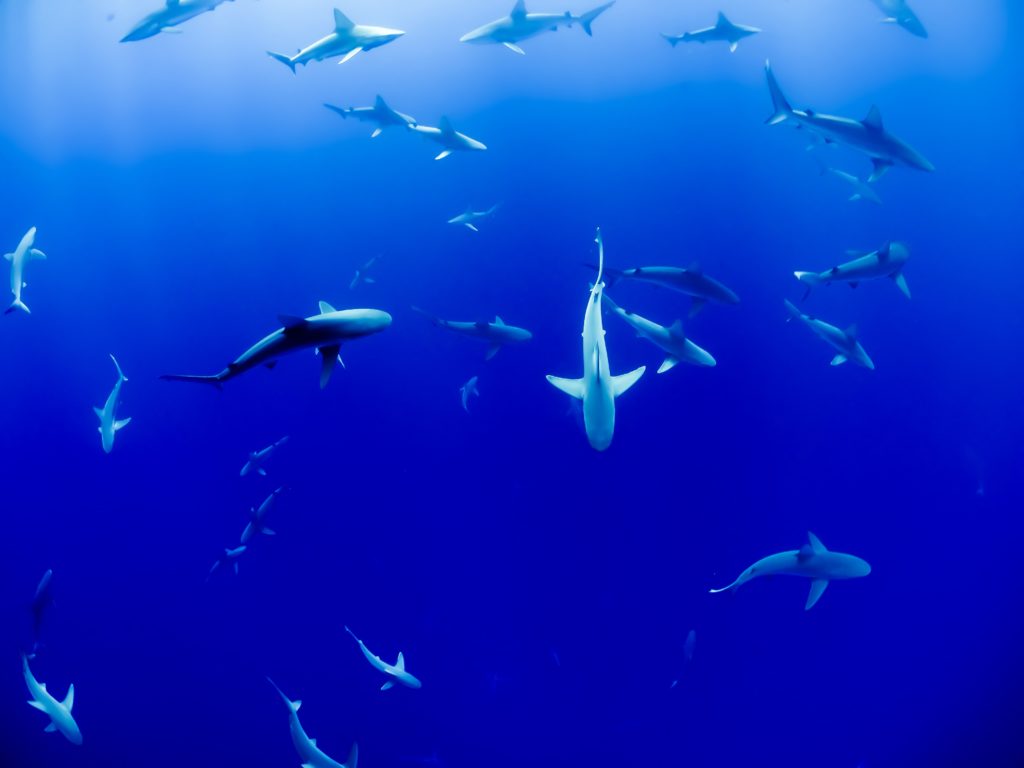 Can Sanctuaries Save Sharks From Extinction?