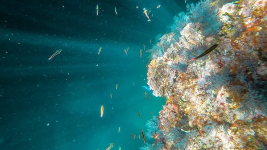How to Protect World’s Coral Reefs Before They Go Extinct