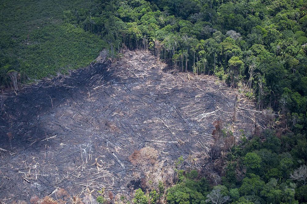 Fire Is Not the Only Threat Amazon Forest Faces