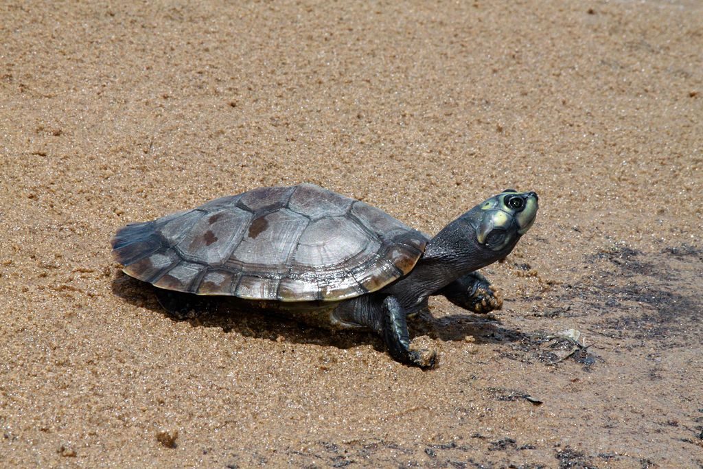 Last Stand for Giant South American River Turtle?