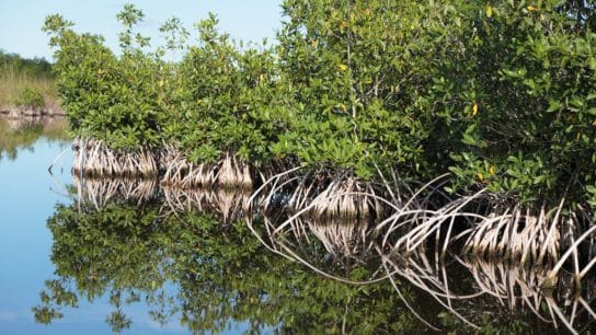 The World’s Largest Mangrove Forest Is Shrinking