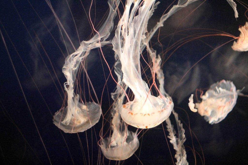 Not Feeling the Heat: Jellyfish Thriving in Warm Waters