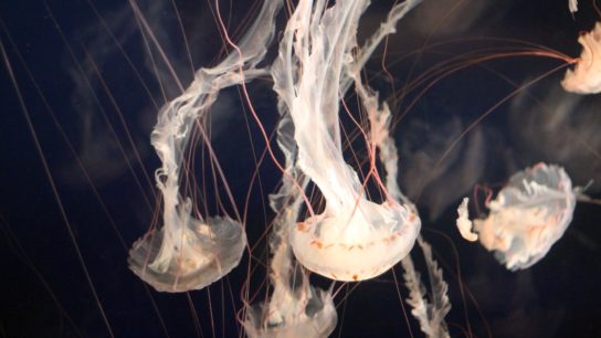 Not Feeling the Heat: Jellyfish Thriving in Warm Waters