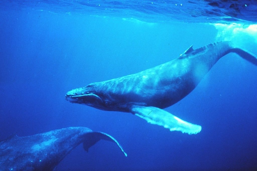 Whales: The Rainforests of the Sea