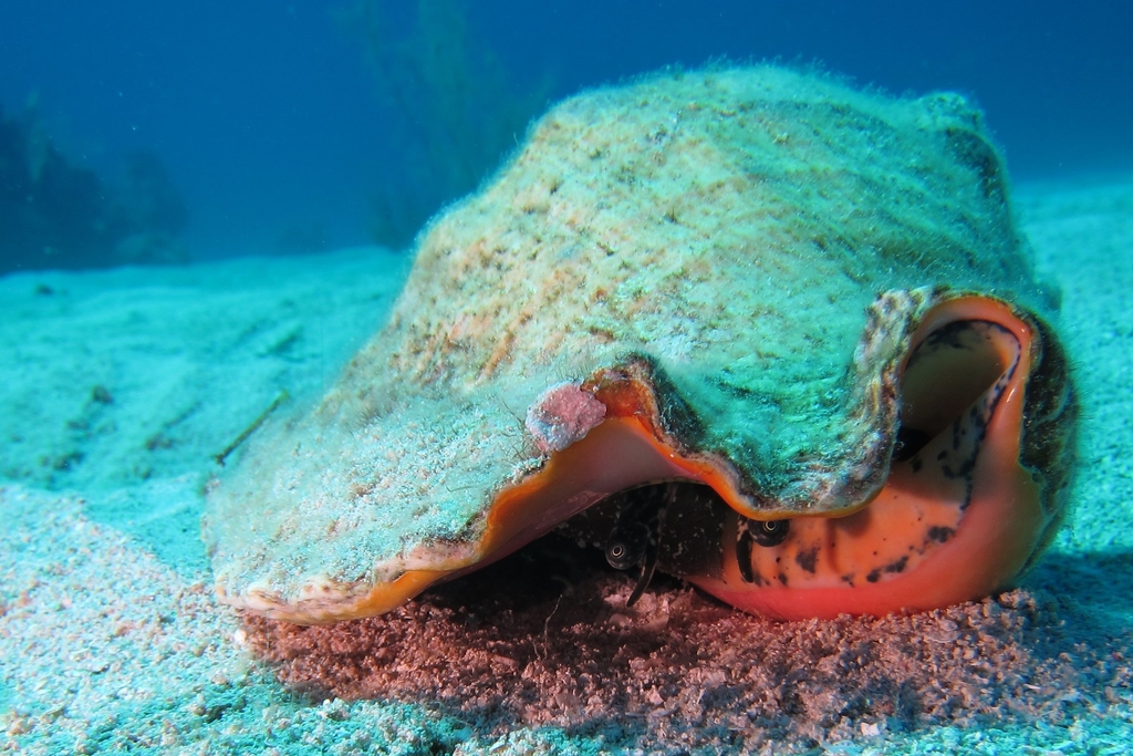 Conch and the Wider Problem of Unsustainable Fishing