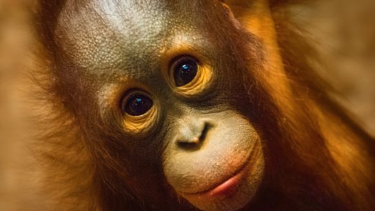 The Plight of the Orangutans: Finding Hope in an Uncertain Future