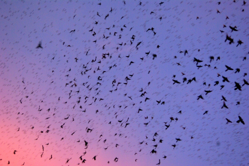 How the Climate Crisis Exacerbates Harmful Swarms of Animals