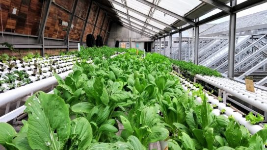 Food for Thought: Urban Greening through Agriculture