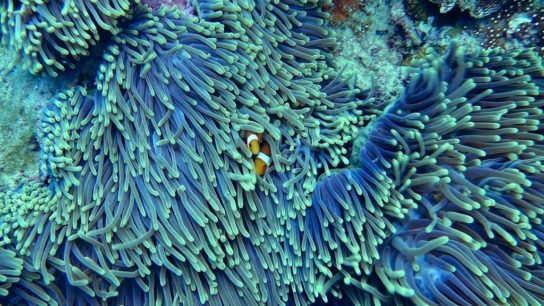 Artificial Corals: Improving the Resilience of Coral Reefs (part II)