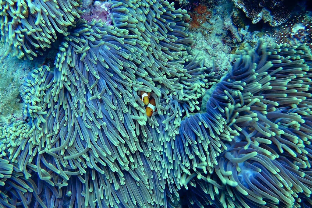 Artificial Corals: Improving the Resilience of Coral Reefs (part II)