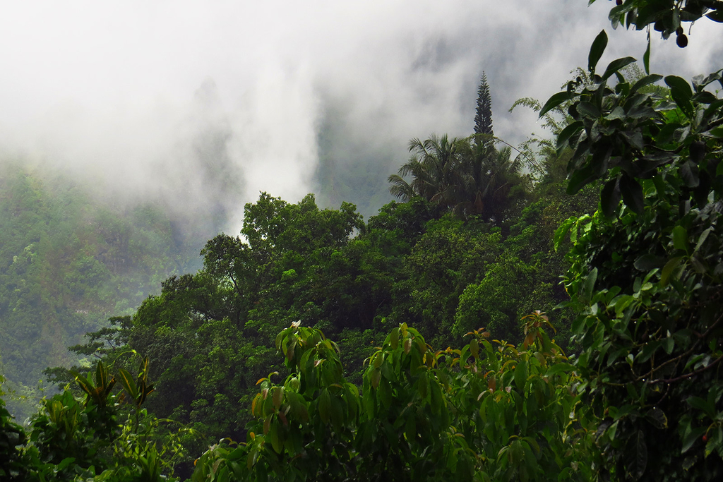 Tropical Forests Are Losing Their Ability to Store Carbon