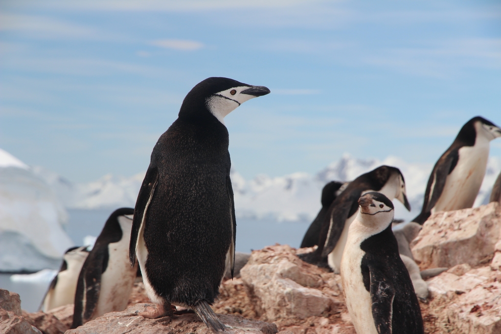 Number of Chinstrap Penguins Fall As Temperatures Rise In The Antarctic