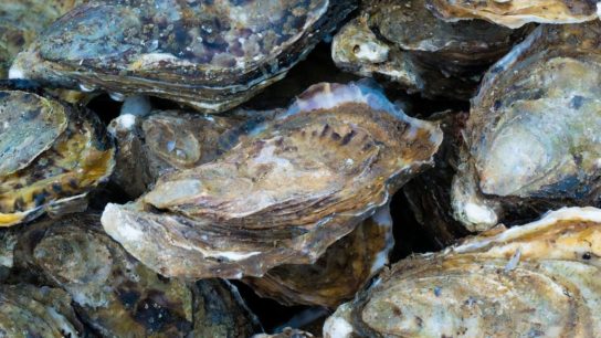Using Oysters as a Flood Defence Strategy