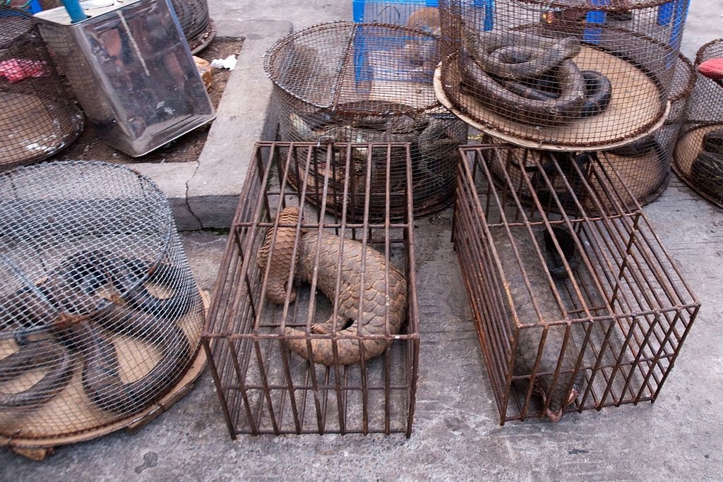 China Bans Wildlife Trade: Will it Work?
