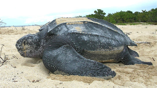 Endangered Sea Turtles Thriving Amid COVID-19 Restrictions