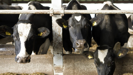 Hunger for Animal Products is Draining US Freshwater Supply