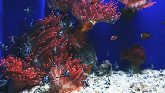 The Destructive Truth Behind Aquariums