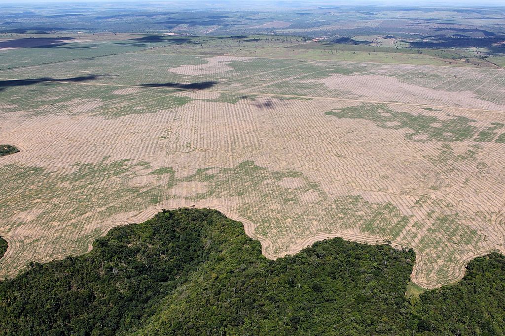 Deforestation Surges in Amazon As Brazil Fights COVID-19