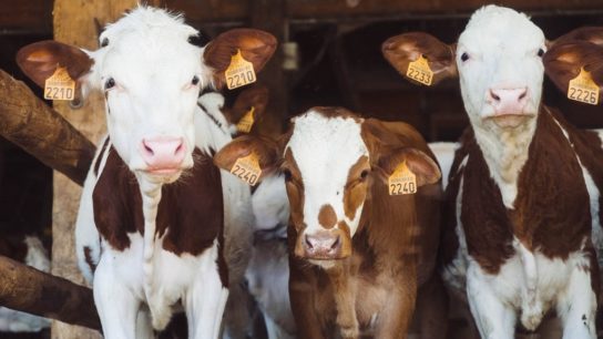 EU’s Livestock Exports are Putting Animals’ Lives in Danger