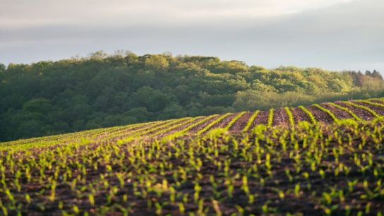How ‘Carbon Smart’ Farming Could be the Key to Mitigating the Climate Crisis