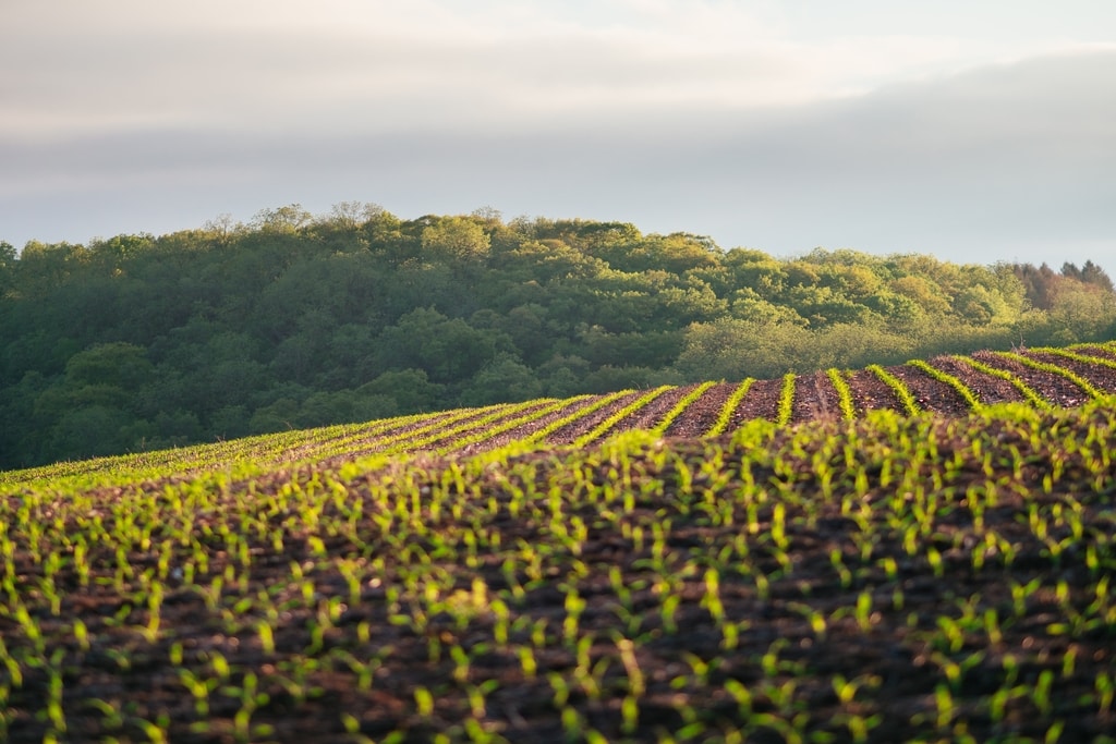 How ‘Carbon Smart’ Farming Could be the Key to Mitigating the Climate Crisis