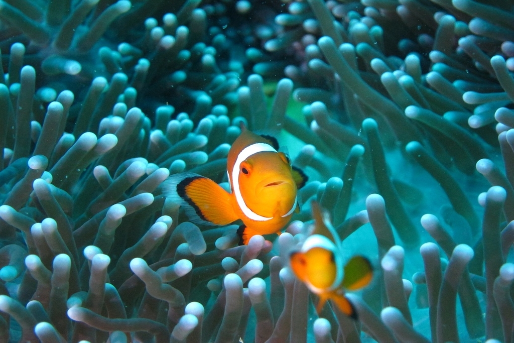 Clownfish Unable to Adapt to the Climate Crisis, Scientists Say