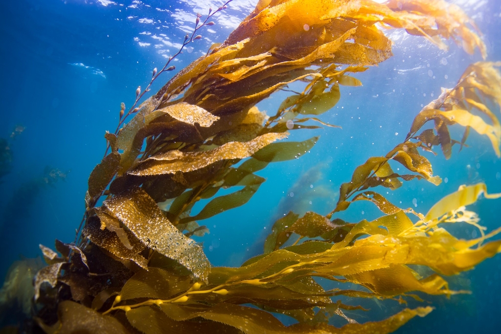 Kelp Forests: Restoring a Lifeline for the Ocean