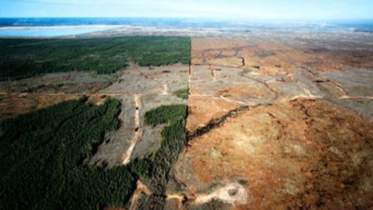 Deforestation in the Gran Chaco