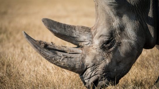Amid COVID-19 Lockdowns, Poaching Could Rise
