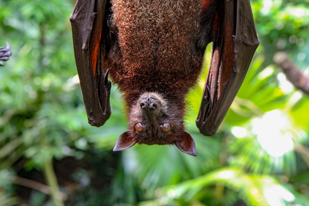 Don’t Blame Bats for COVID-19. Blame Humans