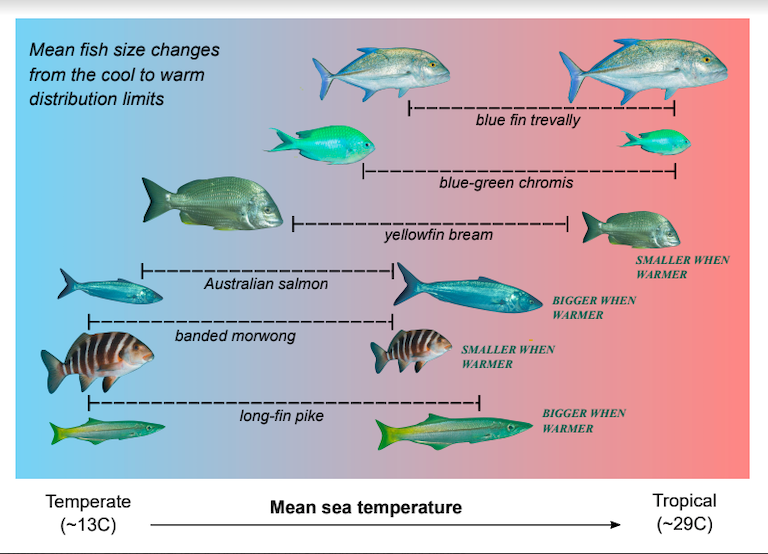 climate change fish size