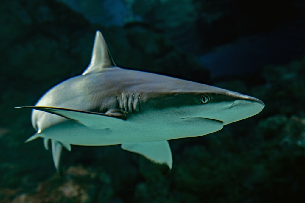 Hong Kong’s Distressing Role in the Global Shark Finning Trade