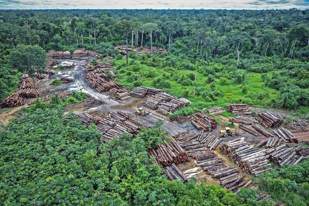 Rapid Deforestation of Brazilian Amazon Could Bring Next Pandemic: Experts