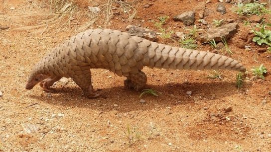 China Removes Pangolin Scales From Medicine List, Bringing Hope to the Species