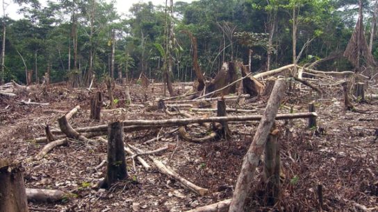 14 Straight Months of Rising Amazon Deforestation in Brazil