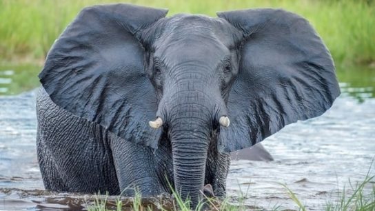 154 Elephants Have Mysteriously Died in Botswana