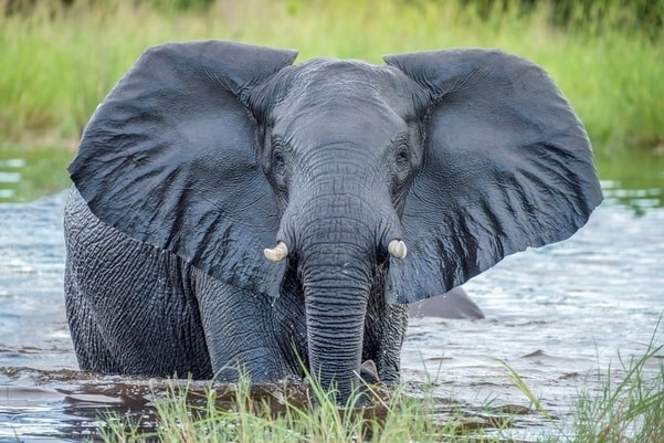 154 Elephants Have Mysteriously Died in Botswana
