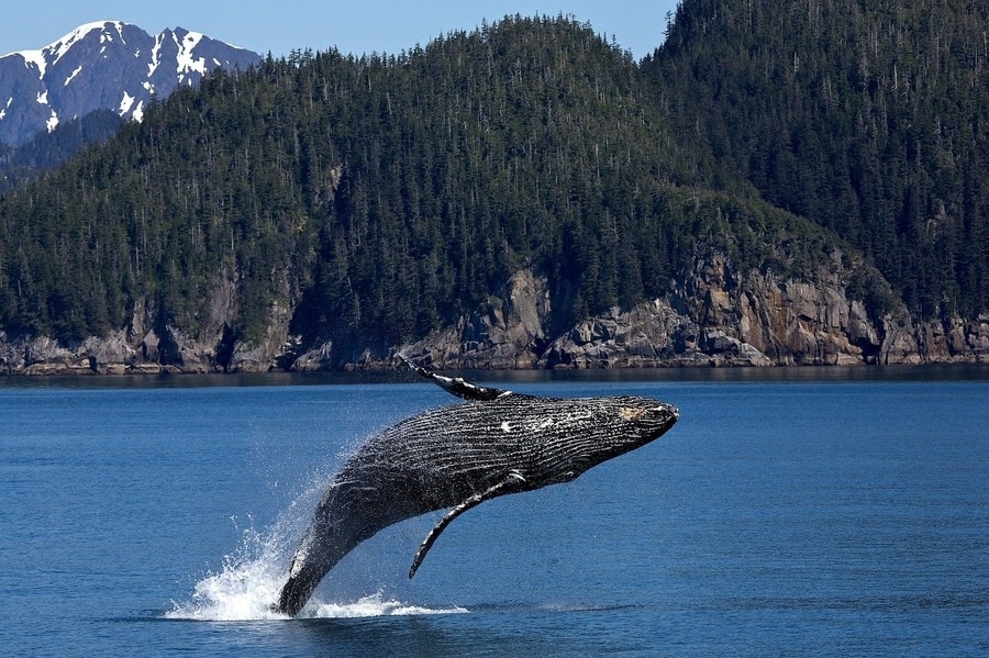 Humpbacks Learn New Songs as They Migrate