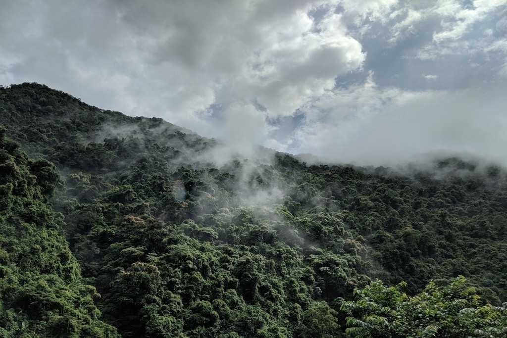 The World’s Top 10 Biggest Rainforests