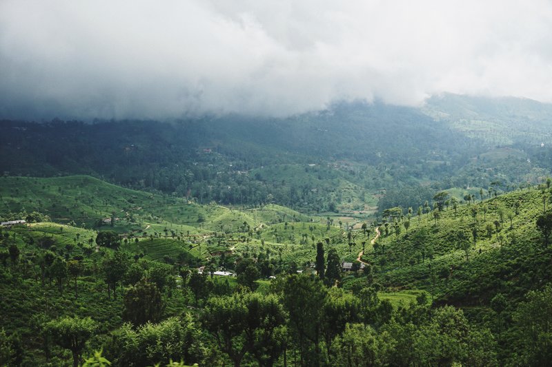 The Fight to Preserve South Asia’s Forests