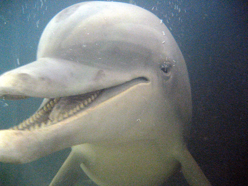 robotic dolphin