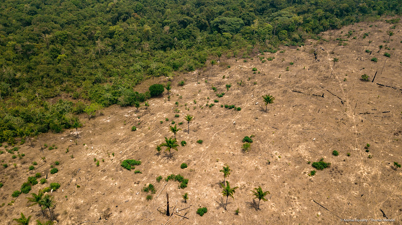 Deforestation in Amazon Increased by 10% in June